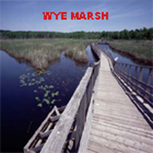 Wye Marsh